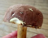 Tylopilus rubrobrunneus image