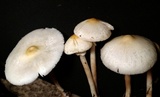 Chlorophyllum hortense image
