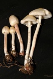 Chlorophyllum hortense image
