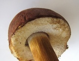 Tylopilus rubrobrunneus image