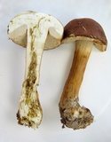 Tylopilus rubrobrunneus image