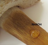 Tylopilus rubrobrunneus image