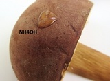 Tylopilus rubrobrunneus image