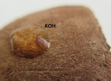 Tylopilus rubrobrunneus image