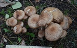 Armillaria solidipes image