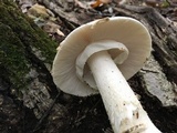 Amanita canescens image