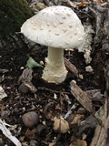 Amanita canescens image