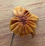 Marasmius siccus image