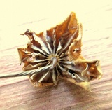 Marasmius siccus image