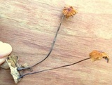 Marasmius siccus image
