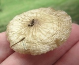 Oudemansiella furfuracea image