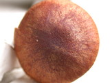 Dermocybe zakii image