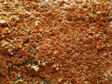 Caloplaca flavescens image