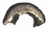 Caloplaca flavescens image