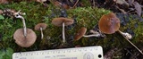 Agrocybe firma image
