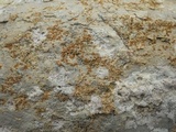 Caloplaca lactea image
