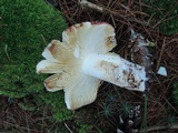 Russula vinosa image
