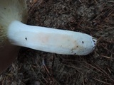 Russula vinosa image
