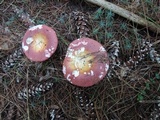 Russula vinosa image