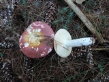 Russula vinosa image