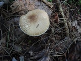Echinoderma asperum image