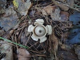 Geastrum triplex image