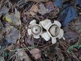 Geastrum triplex image