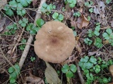 Lactarius lignyotus var. nigroviolascens image