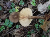 Lactarius lignyotus image