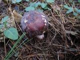 Russula xerampelina image