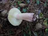Russula xerampelina image