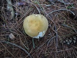 Russula cuprea image