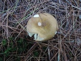 Russula cuprea image