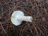 Russula cuprea image