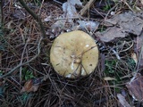 Russula cuprea image