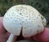 Amanita abrupta image
