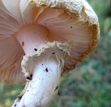 Amanita abrupta image