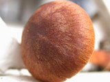 Dermocybe zakii image