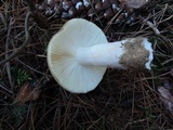 Russula cuprea image