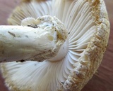 Amanita abrupta image