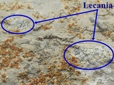 Lecania turicensis image