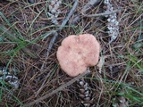 Lactarius vinaceorufescens image