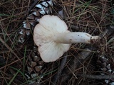 Lactarius vinaceorufescens image