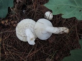Russula silvestris image