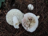 Russula silvestris image