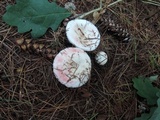Russula silvestris image