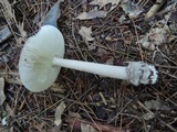 Amanita sinicoflava image