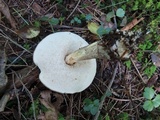 Leccinum snellii image