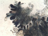 Caloplaca lactea image