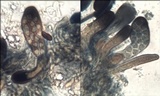 Caloplaca lactea image